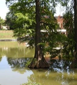 Szarvasi mocsárciprusok