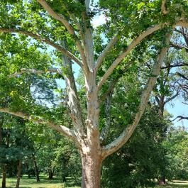 Széchenyi-Wenckheim kastélyrom Békéscsaba - Egyéb