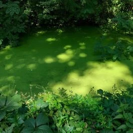 Széchenyi-Wenckheim kastélyrom Békéscsaba - Egyéb