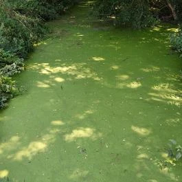 Széchenyi-Wenckheim kastélyrom Békéscsaba - Egyéb