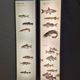 Széchenyi Zsigmond Kárpát-medencei Magyar Vadászati Múzeum, Hatvan - Belső