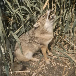 Széchenyi Zsigmond Kárpát-medencei Magyar Vadászati Múzeum, Hatvan - Külső kép