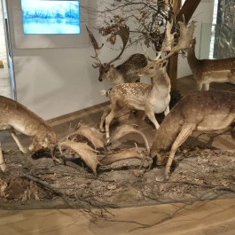 Széchenyi Zsigmond Kárpát-medencei Magyar Vadászati Múzeum, Hatvan - Belső