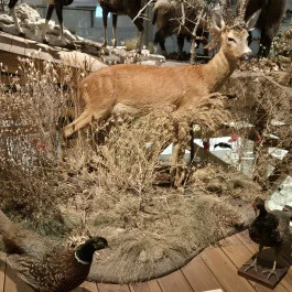 Széchenyi Zsigmond Kárpát-medencei Magyar Vadászati Múzeum, Hatvan - Belső