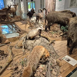 Széchenyi Zsigmond Kárpát-medencei Magyar Vadászati Múzeum, Hatvan - Belső