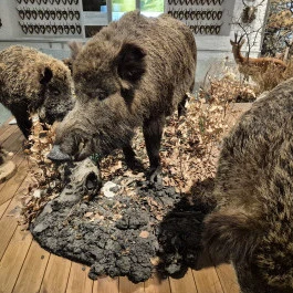 Széchenyi Zsigmond Kárpát-medencei Magyar Vadászati Múzeum, Hatvan - Belső