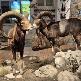 Széchenyi Zsigmond Kárpát-medencei Magyar Vadászati Múzeum, Hatvan - Belső