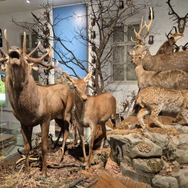 Széchenyi Zsigmond Kárpát-medencei Magyar Vadászati Múzeum, Hatvan - Belső