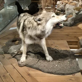 Széchenyi Zsigmond Kárpát-medencei Magyar Vadászati Múzeum, Hatvan - Belső