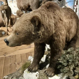 Széchenyi Zsigmond Kárpát-medencei Magyar Vadászati Múzeum, Hatvan - Belső