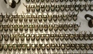 Széchenyi Zsigmond Kárpát-medencei Magyar Vadászati Múzeum, Hatvan