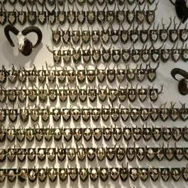 Széchenyi Zsigmond Kárpát-medencei Magyar Vadászati Múzeum, Hatvan - Belső