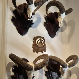 Széchenyi Zsigmond Kárpát-medencei Magyar Vadászati Múzeum, Hatvan - Belső