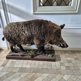 Széchenyi Zsigmond Kárpát-medencei Magyar Vadászati Múzeum, Hatvan - Belső