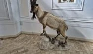 Széchenyi Zsigmond Kárpát-medencei Magyar Vadászati Múzeum, Hatvan