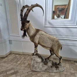 Széchenyi Zsigmond Kárpát-medencei Magyar Vadászati Múzeum, Hatvan - Belső