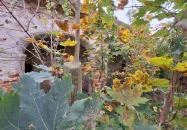 Szegedy-kúria Dabronc