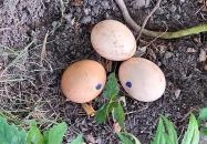 Szélmalom Jászszentlászló