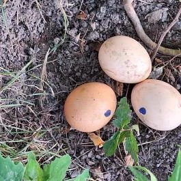 Szélmalom, Jászszentlászló - Egyéb