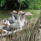 Szennai Skanzen Szenna - 