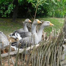 Szennai Skanzen, Szenna - 