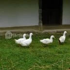 Szennai Skanzen Szenna - 