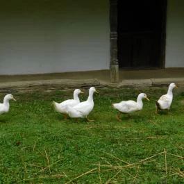 Szennai Skanzen, Szenna - 