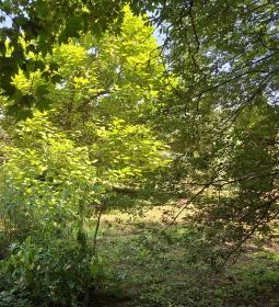 Szent Bernát Arborétum