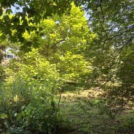 Szent Bernát Arborétum, Nagyvenyim - Külső kép