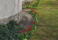 Szent István király templom Csikéria