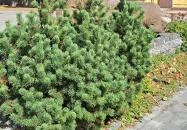 Szent István-szobor Tapolca