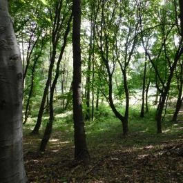 Szent Jakab kolostor, Sáska - 