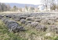 Szent Mauríciusz Monostor Bakonybél