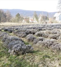 Szent Mauríciusz Monostor