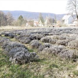 Szent Mauríciusz Monostor, Bakonybél - Külső kép