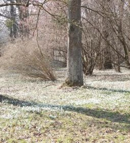 Szent Mauríciusz Monostor