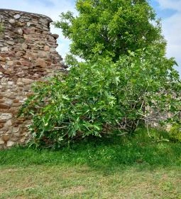 Szent Miklós templomrom