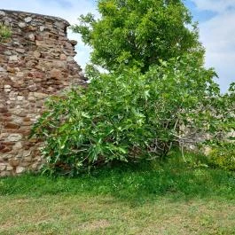 Szent Miklós templomrom Csopak - Egyéb