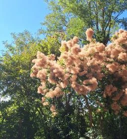 Szentjakabi Bencés Apátság Romkert