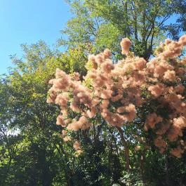 Szentjakabi Bencés Apátság Romkert Kaposvár - Külső kép