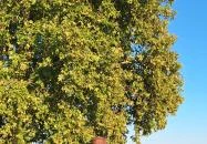 Szilonicsi emlékmű Barcs