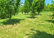 Színészliget Bogács