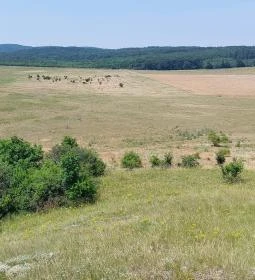 Szovjet hősi emlékmű