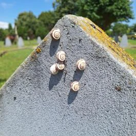 Szovjet hősi emlékmű, Perkáta - Egyéb