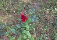 Szovjet hősi emlékmű Mezőfalva