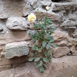 Taródi Vár, Sopron - Egyéb