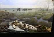 Tatabányai Múzeum Tatabánya