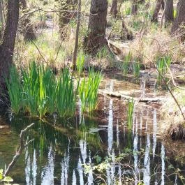 Tatai Fényes tanösvény Tata - Külső kép