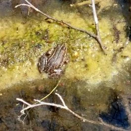 Tatai Fényes tanösvény Tata - Egyéb