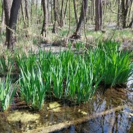 Tatai Fényes tanösvény Tata - Külső kép